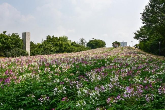 韓國 ,首爾 ,奧林匹克公園 ,賞花 ,花海, 景點