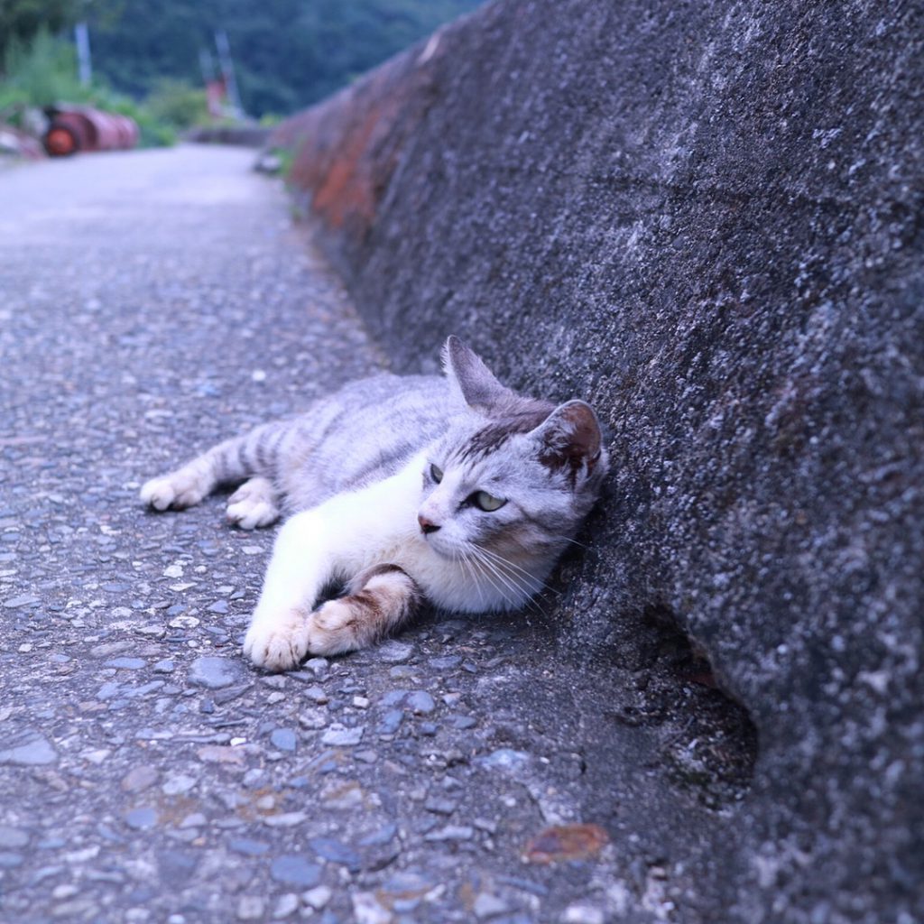 日本, 貓島, 旅行