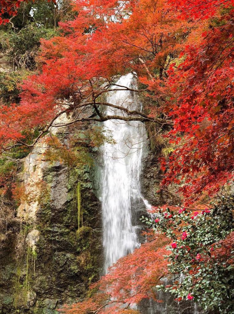 日本大阪 歎住楓葉天婦羅雪糕睇紅葉 大阪11月紅葉季限定 箕面公園 香港人遊香港