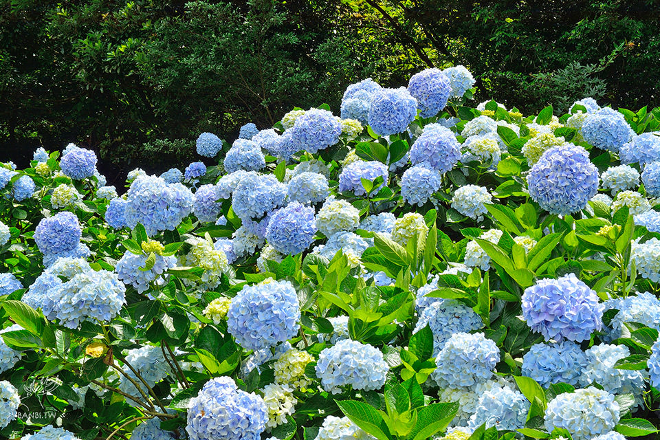 五月花 繡球開花了 香港人遊香港