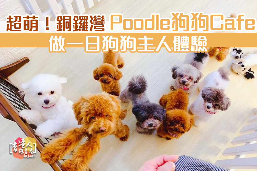 銅鑼灣cafe 銅鑼灣poodle狗狗cafe 做一日狗狗主人體驗 Teddy Poodle Cafe 香港人遊香港