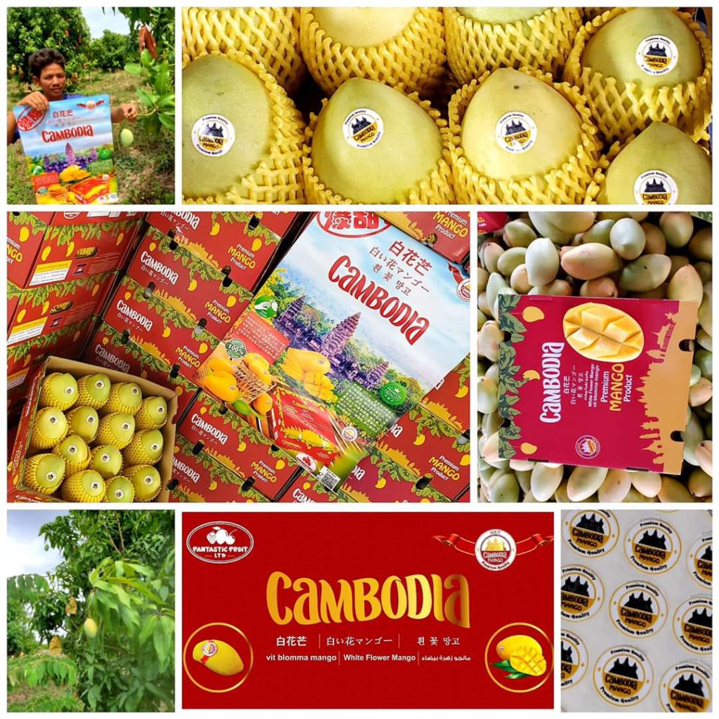 金黃色柬埔寨天然有機白花芒果送禮佳品