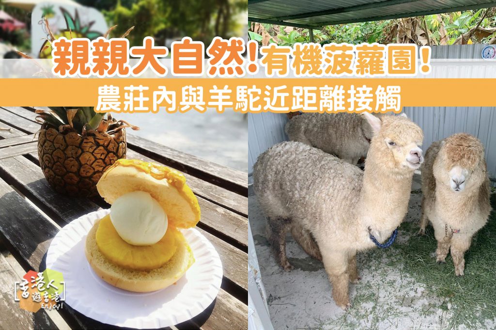 香港好去處：【親親大自然！有機菠蘿園！農莊內與羊駝近距離接觸！】- 錦田菠蘿園- 香港人遊香港